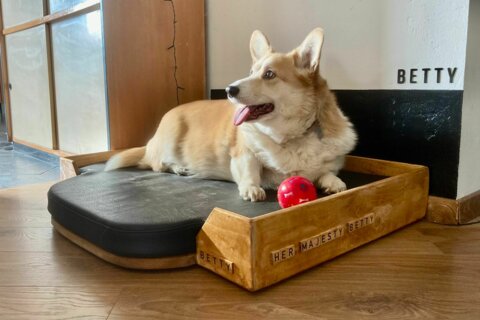 Découpe de mousse suivant gabarit pour panier de chien